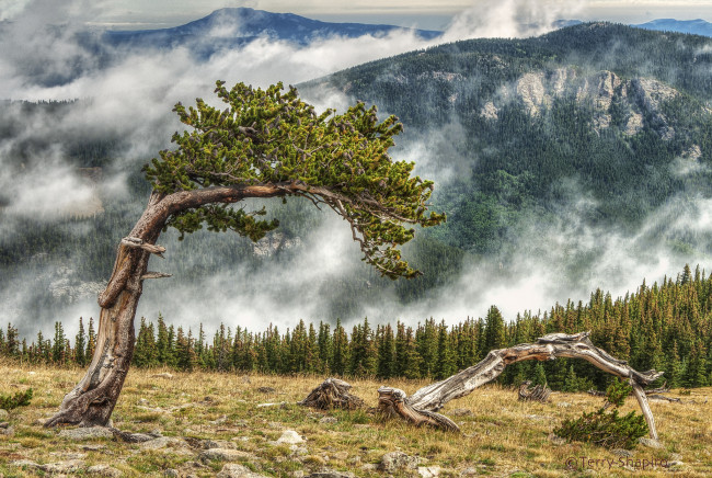 Обои картинки фото природа, деревья, горы, лес, туман, дерево