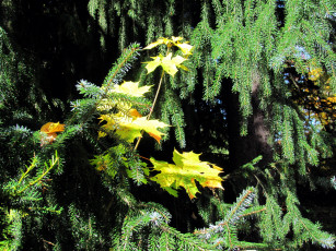 Картинка природа листья сосна клен