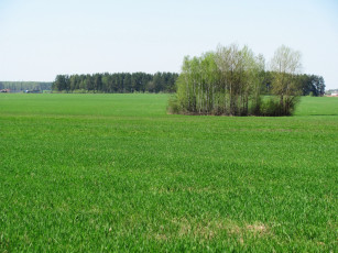 Картинка природа луга трава лето