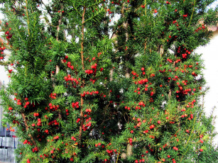 Картинка природа Ягоды красный зеленый