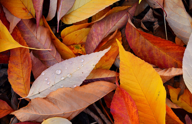 Обои картинки фото природа, листья, осень, капли