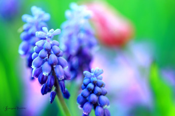 обоя цветы, гиацинты, синий, боке