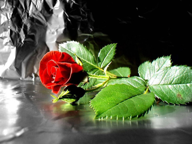 Обои картинки фото цветы, розы, фольга, красная, роза