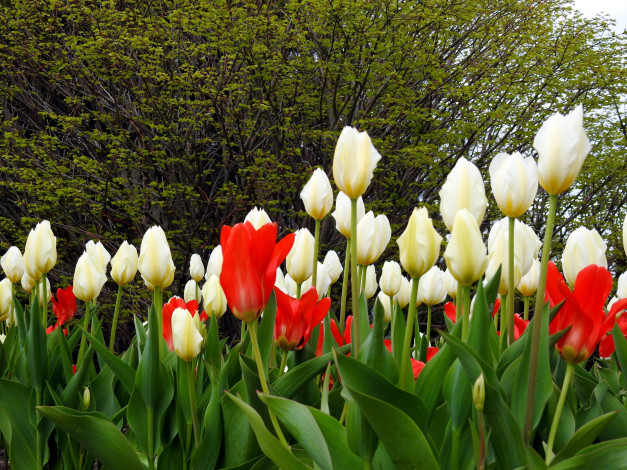 Обои картинки фото цветы, тюльпаны, белый, красный, бутоны