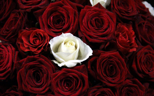 Обои картинки фото цветы, розы, белый, бордо