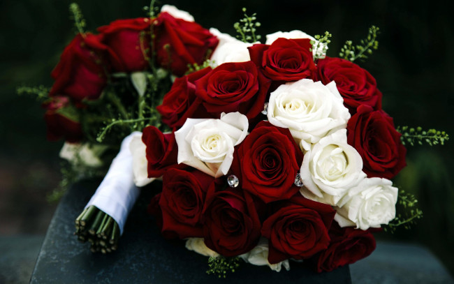 Обои картинки фото цветы, розы, белый, бордо