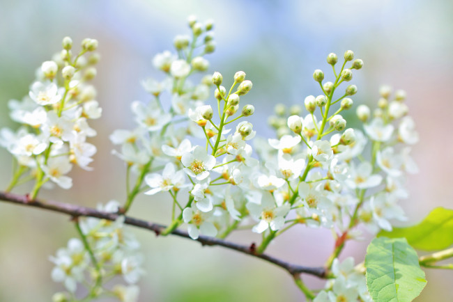 Обои картинки фото цветы, Черемуха, весна