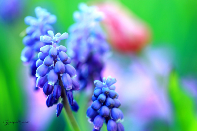 Обои картинки фото цветы, гиацинты, синий, боке