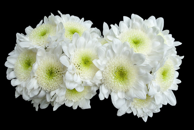 Обои картинки фото цветы, хризантемы, белый