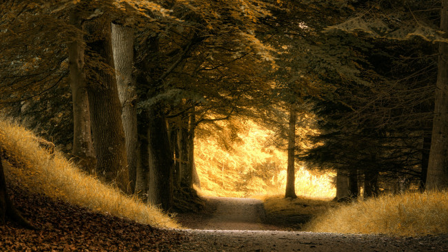 Обои картинки фото природа, лес, спуск, красота, деревья, дорога