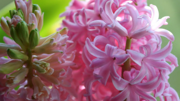 Картинка цветы гиацинты розовые макро