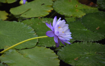 Картинка цветы лилии+водяные +нимфеи +кувшинки листья лилия водяная
