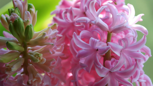 Обои картинки фото цветы, гиацинты, розовые, макро