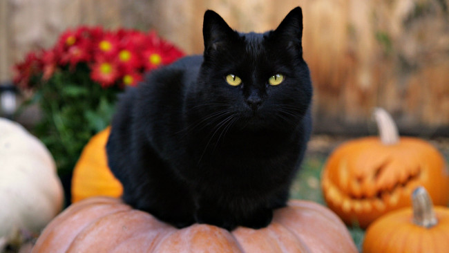 Обои картинки фото животные, коты, кот, черный, тыквы, цветы, хеллоуин