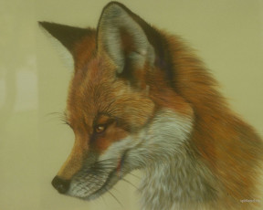 Картинка рисованные животные лисы