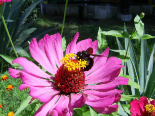 Картинка загорелый шмель животные пчелы осы шмели