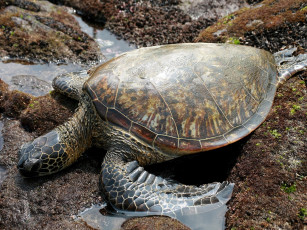 Картинка зеленая морская черепаха животные Черепахи большой панцирь