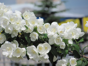 Картинка жасмин цветы белые ветка