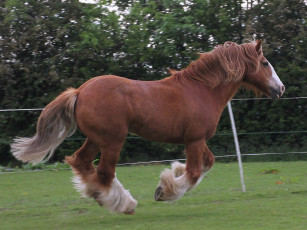 Картинка животные лошади бег коричневый большой