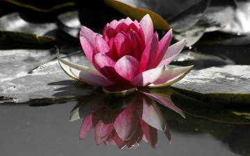 Картинка лотос цветы лилии водяные нимфеи кувшинки розовый цветок листья вода