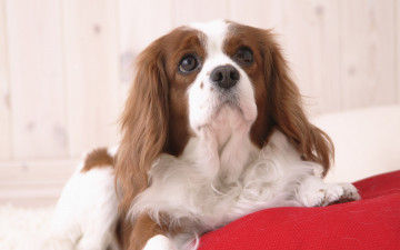 Картинка животные собаки красная подушка бело-коричневый окрас