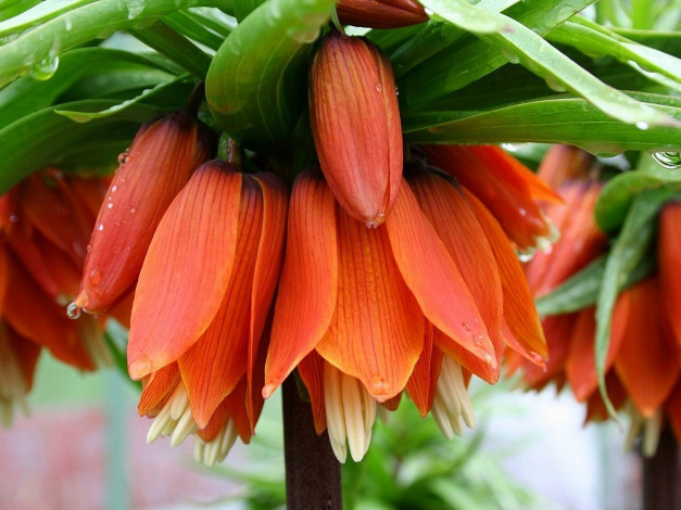Обои картинки фото императорский, рябчик, цветы, рябчики, оранжевый