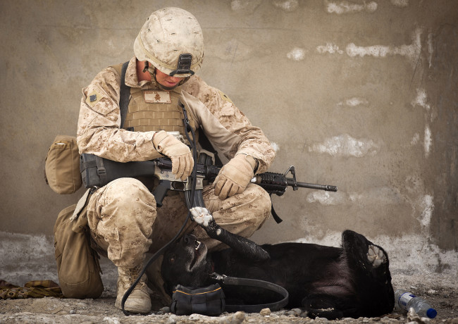 Обои картинки фото оружие, армия, спецназ, солдат, собака