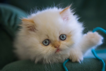 Картинка животные коты котёнок голубые глаза мордочка взгляд пушистый белый