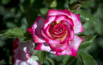 Картинка цветы розы роза капли роса цветок личтья