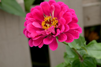 Картинка цветы цинния розовый макро