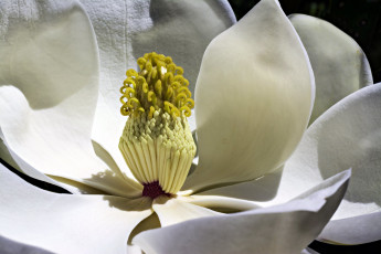 Картинка цветы магнолии макро белый