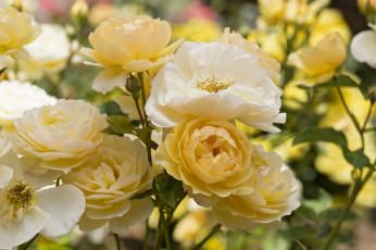 Картинка цветы розы желтый куст