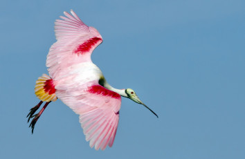 Картинка животные птицы птица полет перья цвет клюв крылья