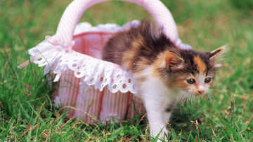 Картинка животные коты корзинка лужайка трава котенок