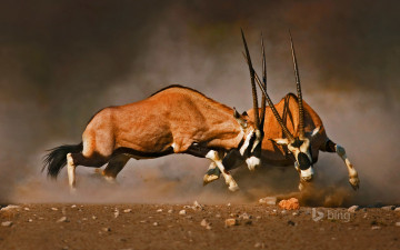 Картинка животные антилопы африка намибия рога турнир