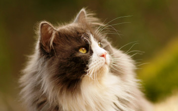 Картинка животные коты кот взгляд кошка