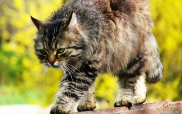 Картинка животные коты серый кот забор полосатый