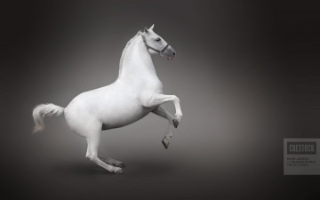 Картинка животные лошади недоуздок дыбы белый конь лошадь