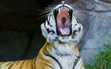 Картинка животные тигры хищник зверь рыжий тигр зевота пасть