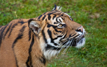 Картинка животные тигры трава зверь хищник рыжий тигр