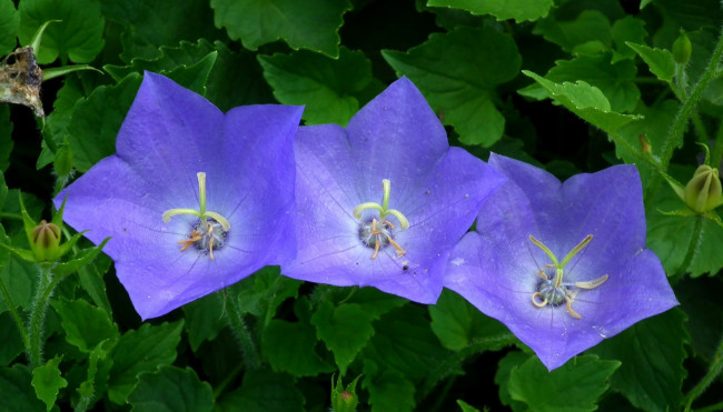 Обои картинки фото цветы, колокольчики, синий