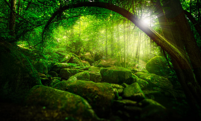 Обои картинки фото природа, лес, чаща, деревья, мох, солнце, зелень, камни