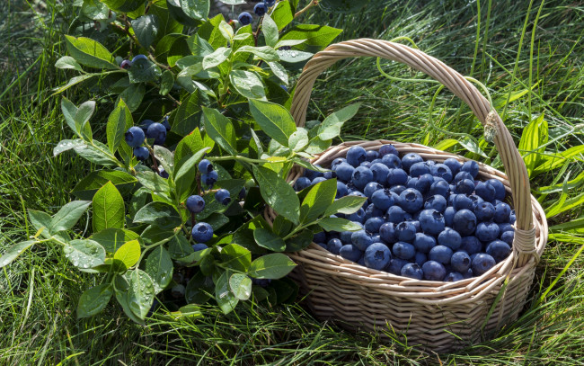 Обои картинки фото еда, фрукты,  ягоды, корзина, ягоды, черника, blueberry, berries, fresh