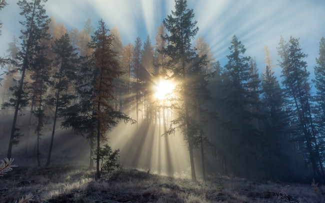 Обои картинки фото природа, лес, солнце, утро, иней, лучи, деревья