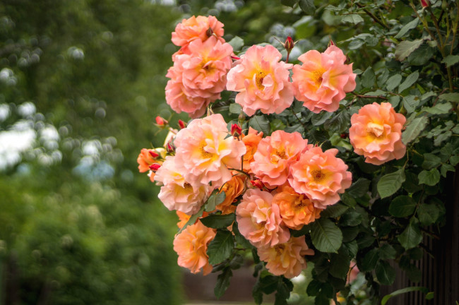 Обои картинки фото цветы, розы, персиковый, куст