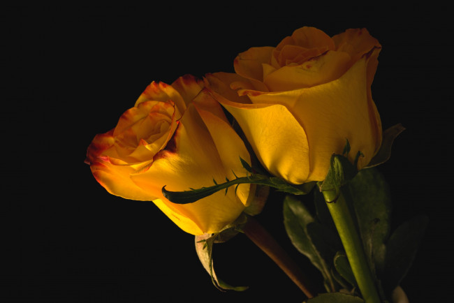 Обои картинки фото цветы, розы, пара, бутоны, желтые