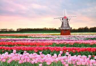 Картинка разное мельницы мельница поле тюльпаны весна
