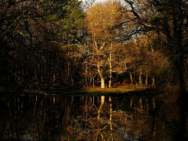 Обои картинки фото природа, пейзажи, вода, деревья, лес