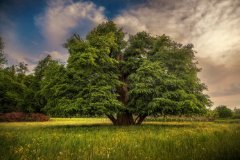 Картинка природа деревья дерево трава луг крона