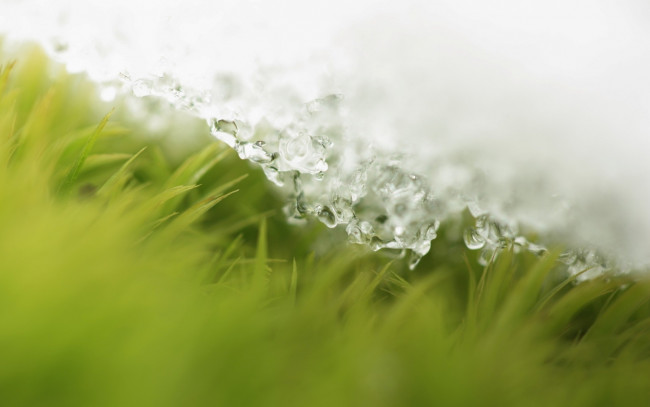 Обои картинки фото природа, макро, трава, весна, лед